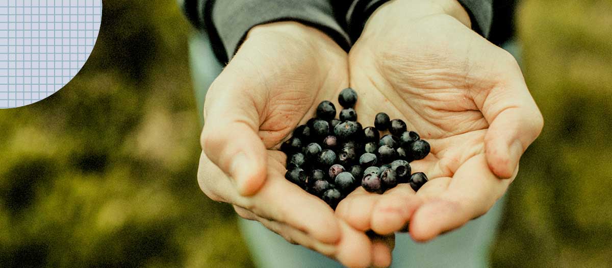 Hands holding blueberries